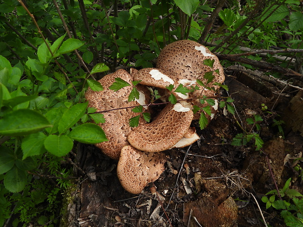 trúdnik šupinatý Cerioporus squamosus (Huds.) Quél.