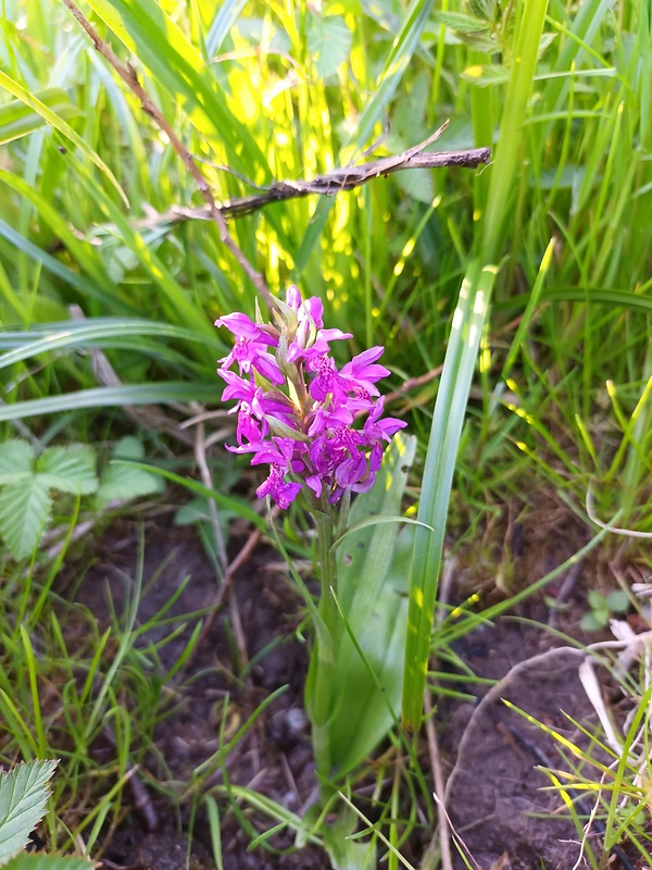 vstavačovec strmolistý pravý Dactylorhiza incarnata subsp. incarnata (L.) Soó