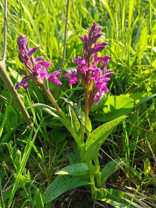 vstavačovec májový pravý Dactylorhiza majalis subsp. majalis (Reincherb.) Hunt & Summerh.