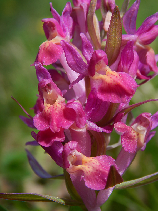 vstavačovec bazový Dactylorhiza sambucina (L.) Soó