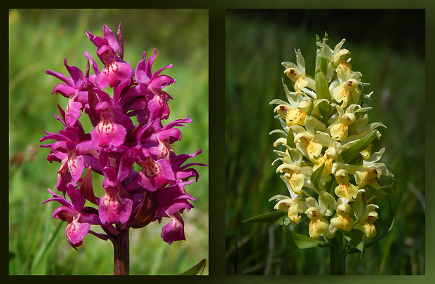 vstavačovec bazový Dactylorhiza sambucina (L.) Soó