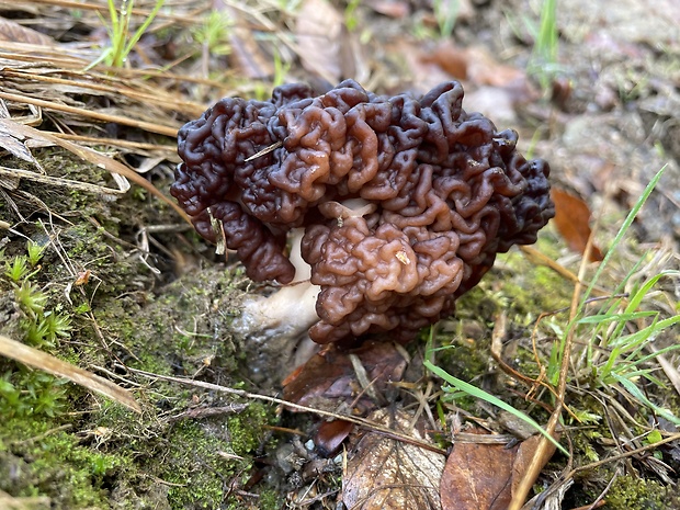 ušiak obyčajný Gyromitra esculenta (Pers.) Fr.