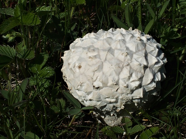 rozpadavec dlabaný Lycoperdon utriforme Bull.