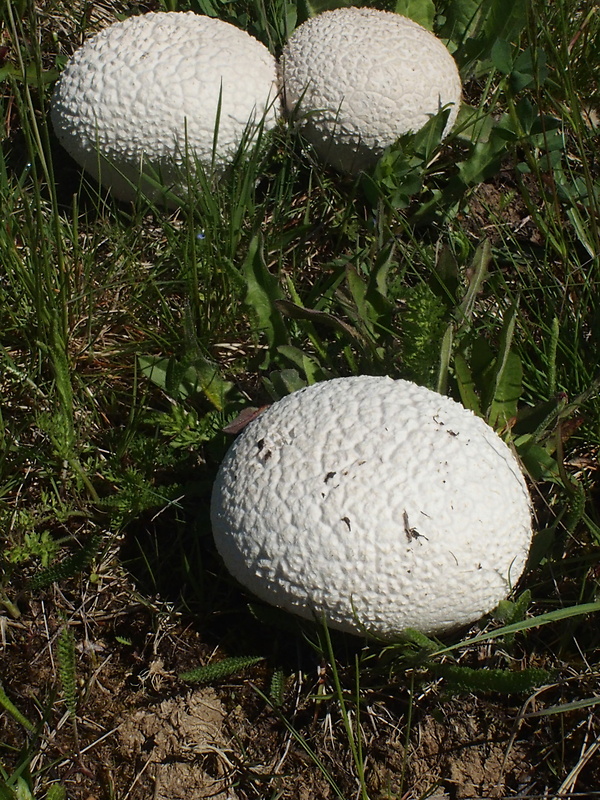 rozpadavec dlabaný Lycoperdon utriforme Bull.