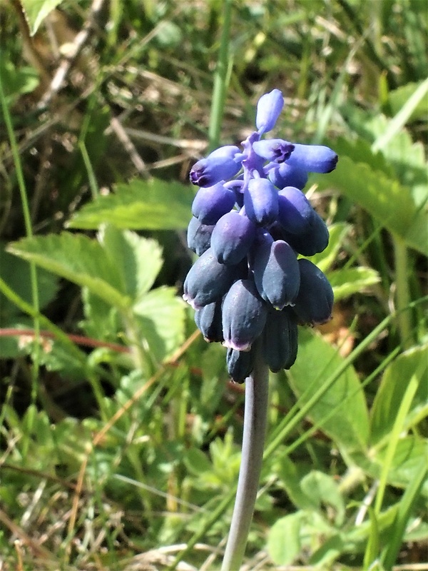 modrica nebadaná Muscari neglectum Guss. ex Ten.