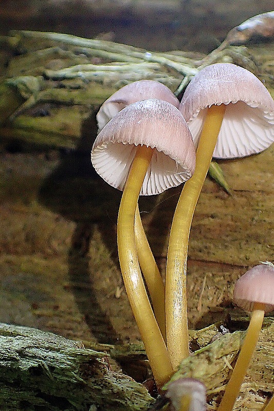 prilbička žltohlúbiková Mycena renati Quél.