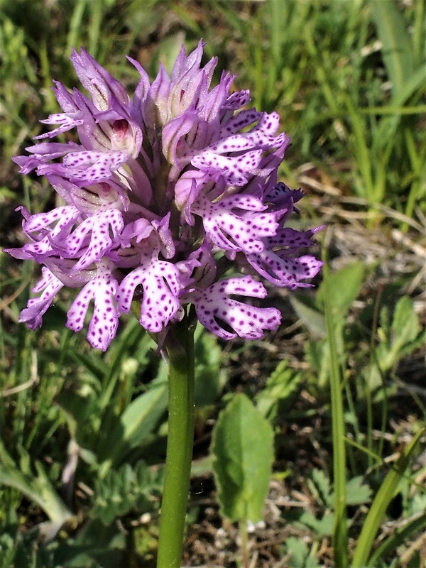 neotinea trojzubá Neotinea tridentata (Scop.) R. M. Bateman, Pridceon et M. W. Chase