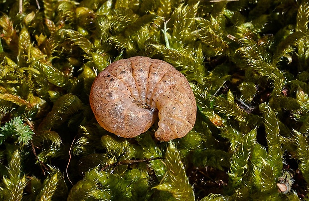 mora zemiaková - husenica Noctua fimbriata