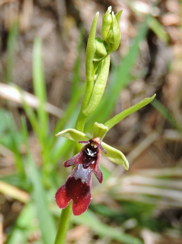 hmyzovník muchovitý Ophrys insectifera L.