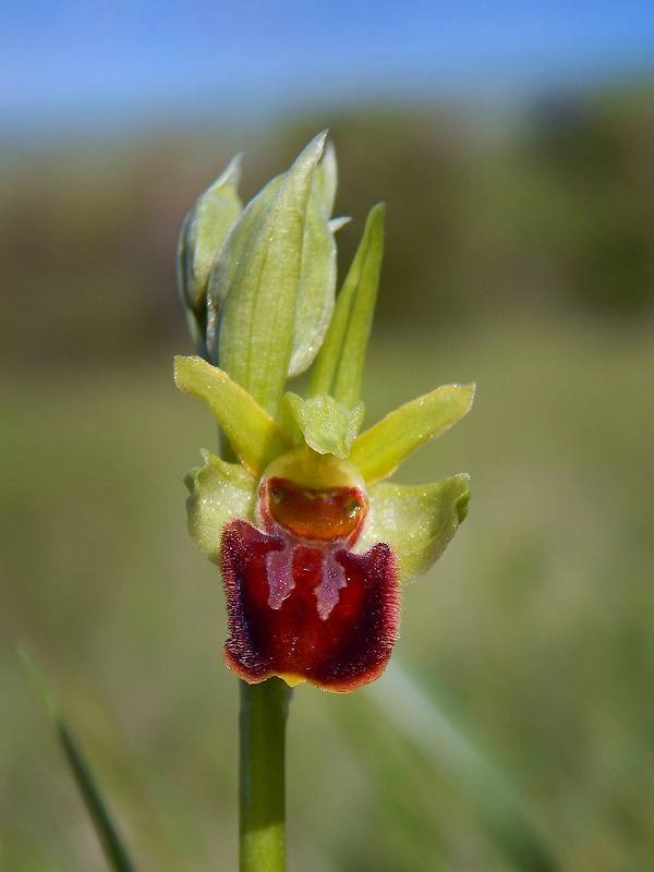 hmyzovník pavúkovitý Ophrys sphegodes Mill.