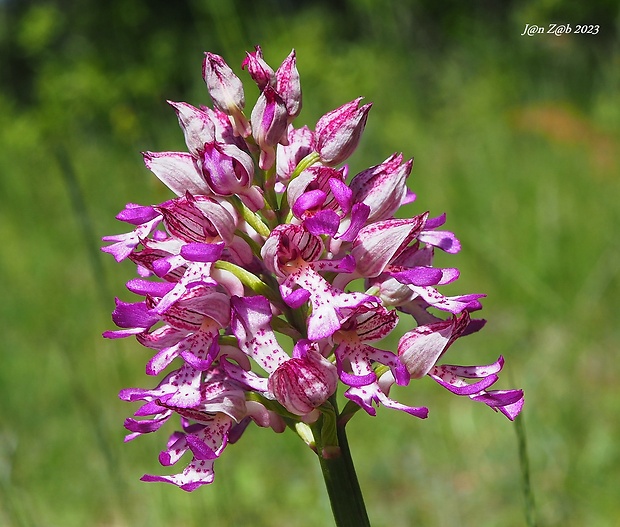 vstavač Orchis × hybrida (Lindl.) Boenn. ex Rchb.