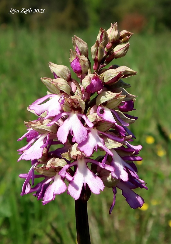 vstavač Orchis × hybrida (Lindl.) Boenn. ex Rchb.