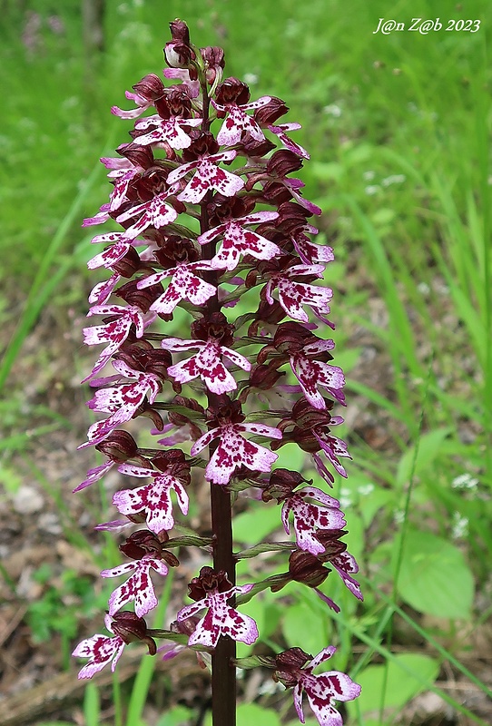 vstavač purpurový Orchis purpurea Huds.