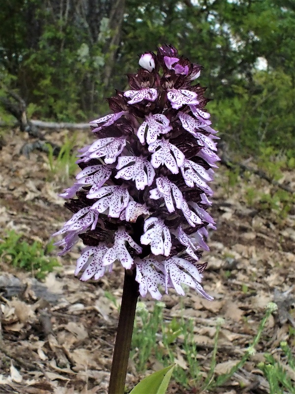 vstavač purpurový Orchis purpurea Huds.