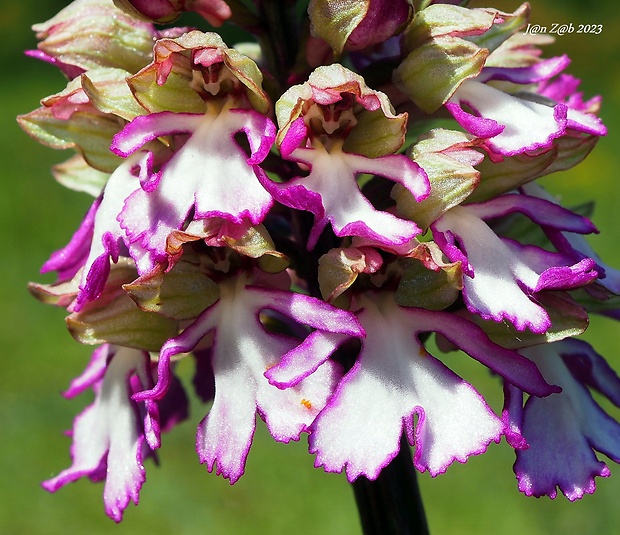 vstavač Orchis x hybrida detail  Boenn.