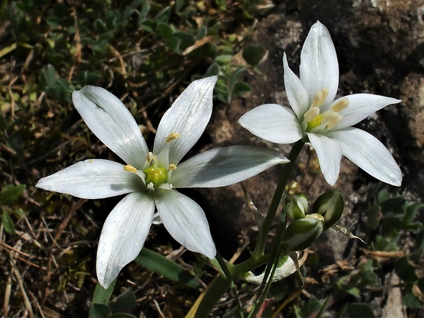 bledavka okolíkatá Ornithogalum umbellatum L