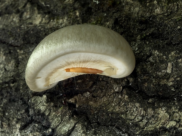 hliva závojová Pleurotus calyptratus (Lindblad ex Fr.) Sacc.