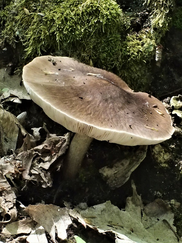 štítovka Pluteus sp.