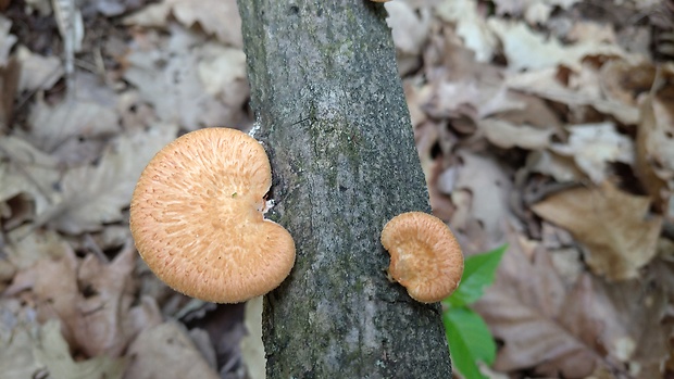 trúdnik hľuzovitý Polyporus tuberaster (Jacq. ex Pers.) Fr.