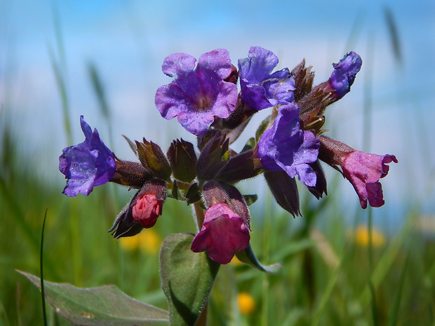 pľúcnik mäkký Pulmonaria mollis Wulfen ex Hornem.