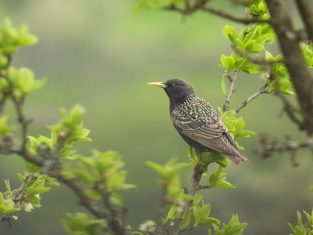 škorec lesklý Sturnus vulgaris