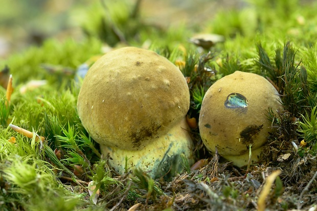 hríb zrnitohlúbikový Sutorius luridiformis (Rostk.) G. Wu & Zhu L. Yang