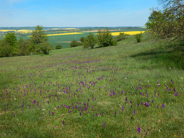 Pohled na koberce Anacamptis morio