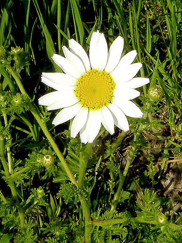 ruman rusínsky Anthemis ruthenica M. Bieb.