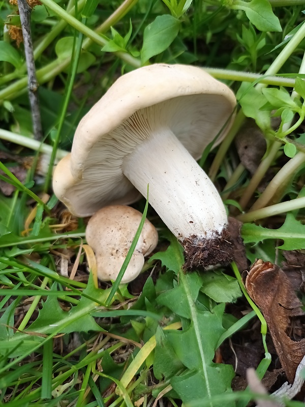 čírovnica májová Calocybe gambosa (Fr.) Donk