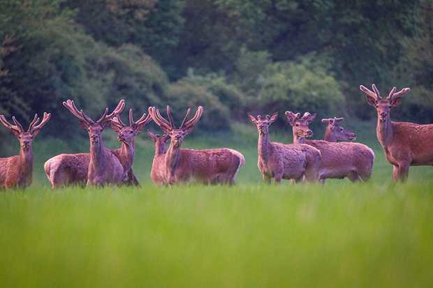 jeleň lesný Cervus elaphus