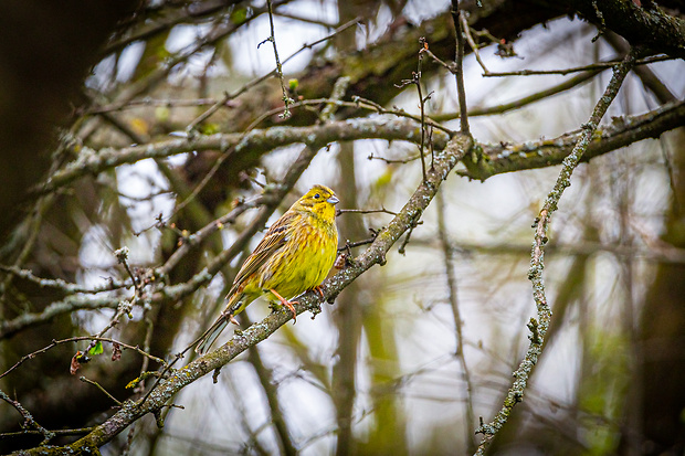 strnádka žltá Emberiza citrinella