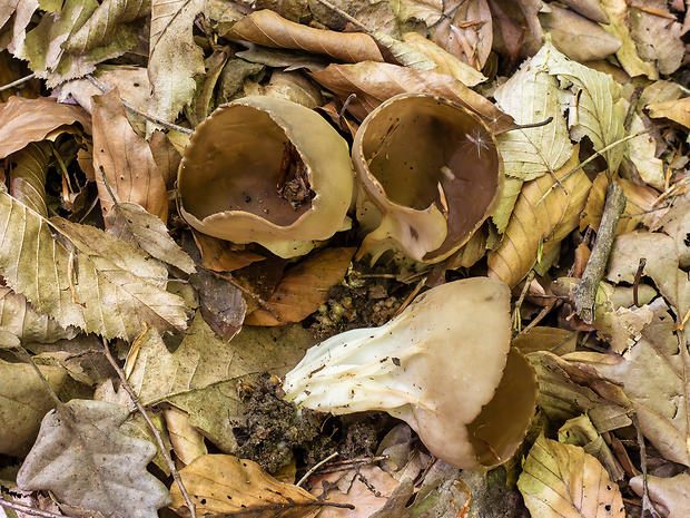 chriapač kalíškovitý Helvella acetabulum (L.) Quél.