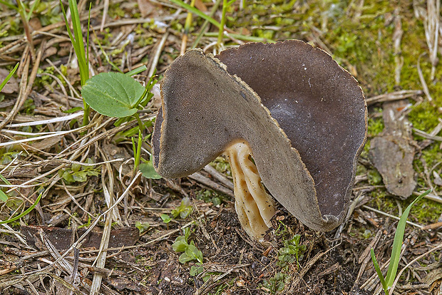 chriapač tmavý Helvella solitaria P. Karst.