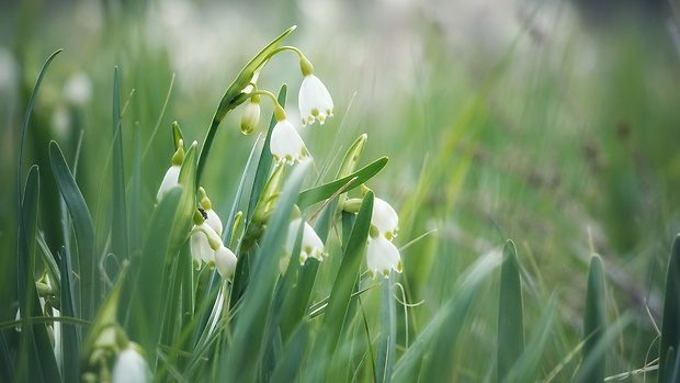 bleduľa letná Leucojum aestivum L.