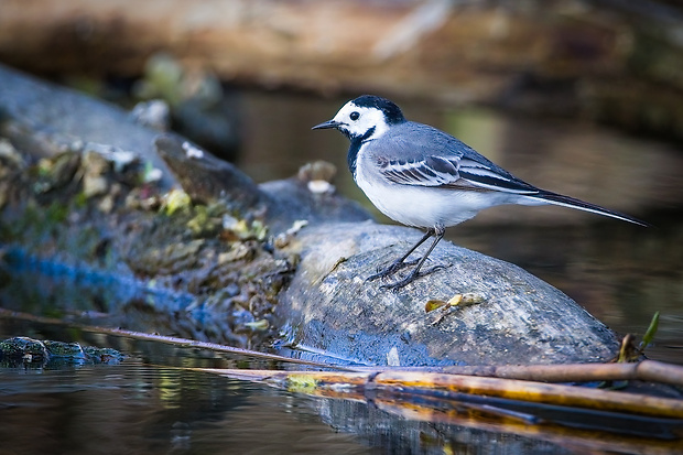 trasochvost biely Motacilla alba