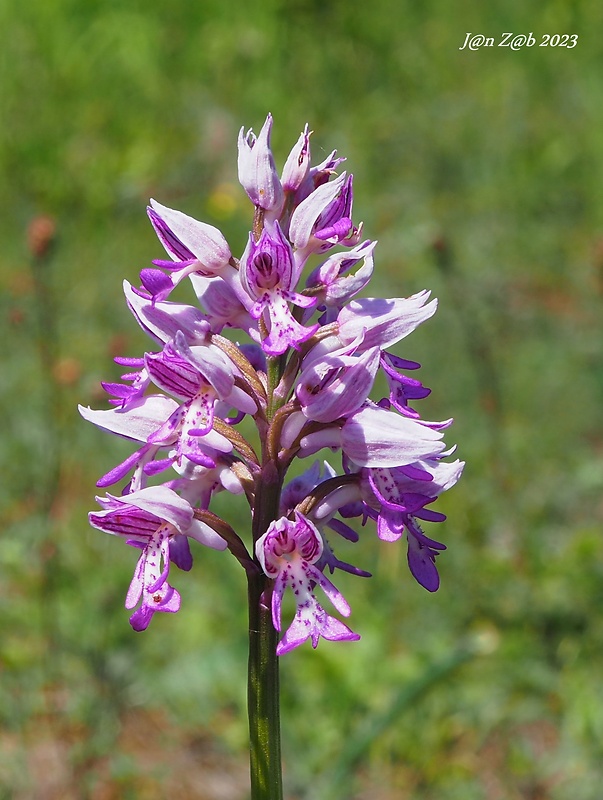 vstavač vojenský Orchis militaris L.