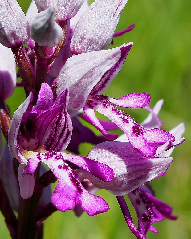 vstavač vojenský - detail Orchis militaris L.