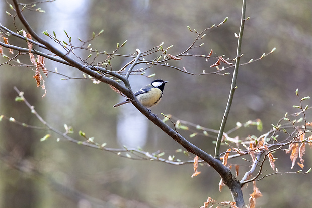 sýkorka veľká Parus major