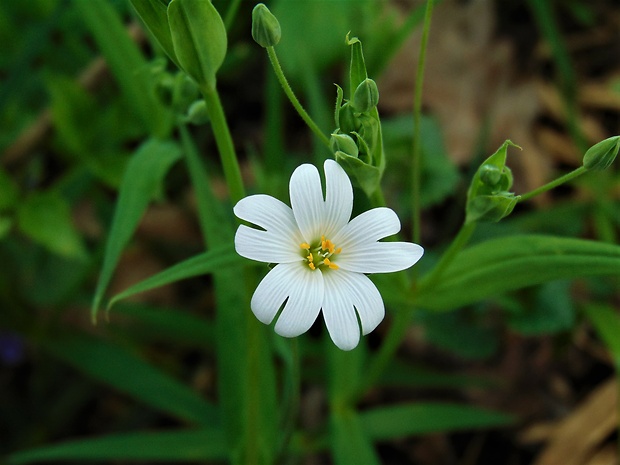 hviezdica veľkokvetá Stellaria holostea L.