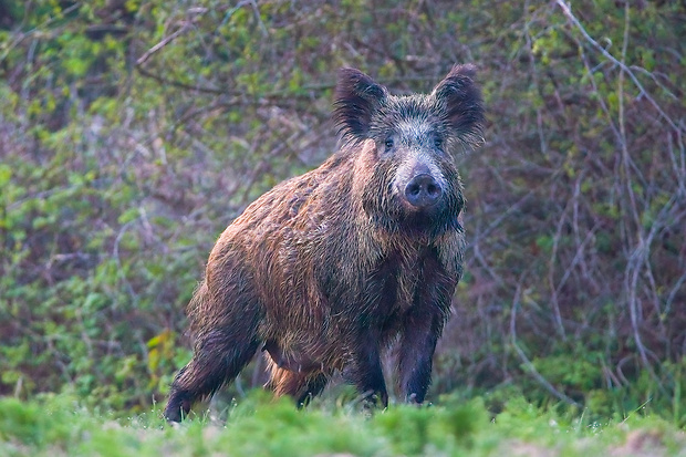 diviak lesný Sus scrofa