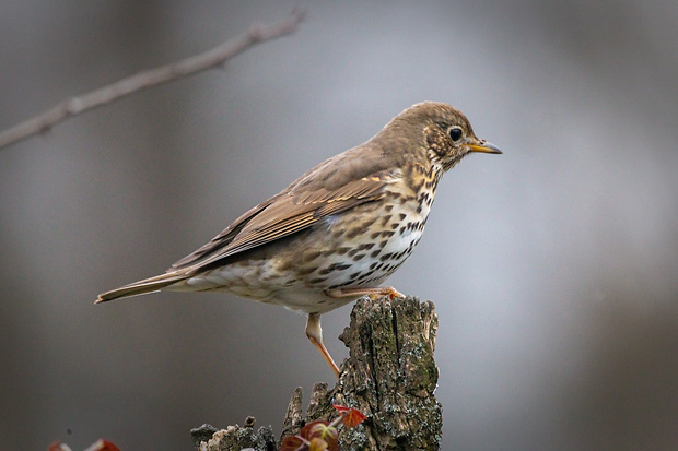 drozd plavý Turdus philomelos