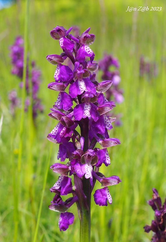 červenohlav obyčajný Anacamptis morio (L.) R. M. Bateman, A. M. Pringeon & M. W. Chase