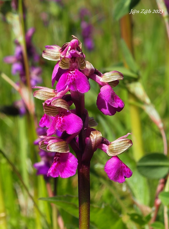 červenohlav obyčajný Anacamptis morio (L.) R. M. Bateman, A. M. Pringeon & M. W. Chase