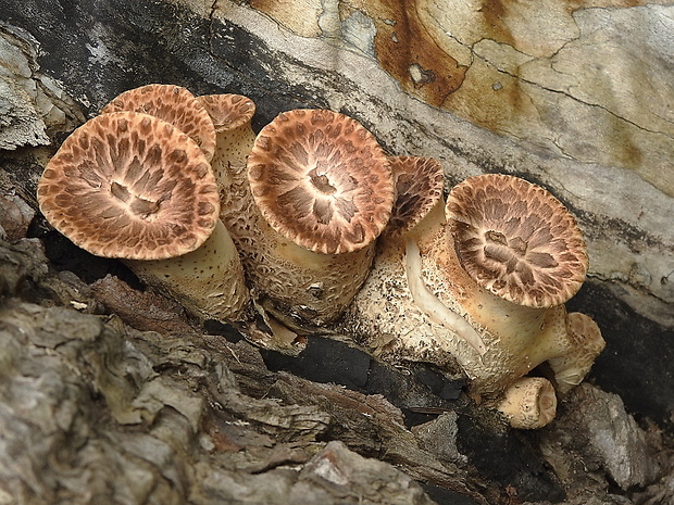 trúdnik šupinatý Cerioporus squamosus (Huds.) Quél.