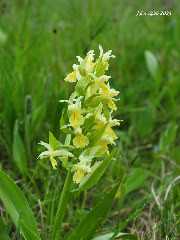 vstavačovec bazový Dactylorhiza sambucina (L.) Soó