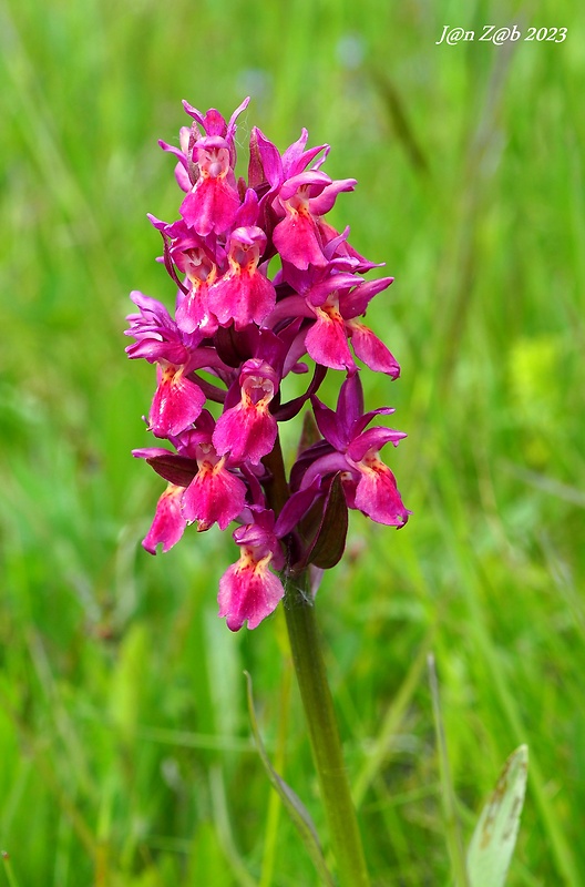 vstavačovec bazový Dactylorhiza sambucina (L.) Soó