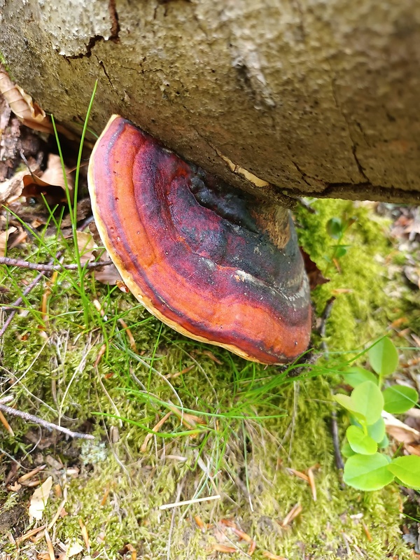 práchnovček pásikavý Fomitopsis pinicola (Sw.) P. Karst.