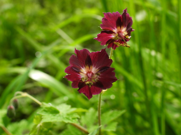 pakost hnedočervený Geranium phaeum L.