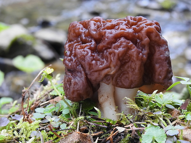 ušiak obyčajný Gyromitra esculenta (Pers.) Fr.