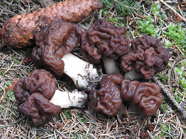 ušiak obyčajný Gyromitra esculenta (Pers.) Fr.